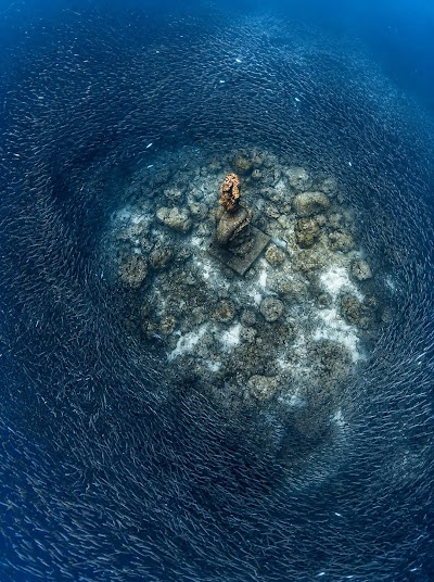 Moalboal Sardines Run