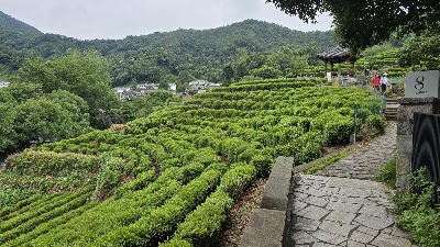 Inquiring About Tea at Dragon Well