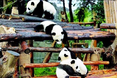 Chengdu Research Base of Giant Panda Breeding