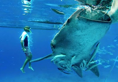 Oslob Whale Shark Watching
