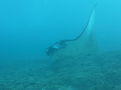 MAKASSAR MANTA POINT