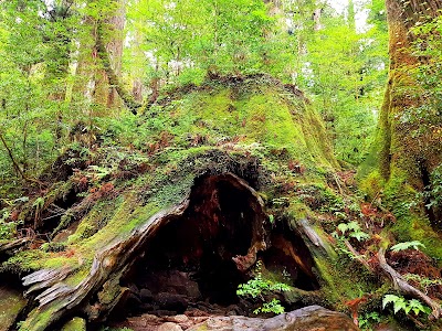 Wilson's Stump