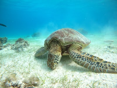 Balicasag Island