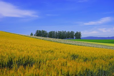 Patchwork Road (Biei)