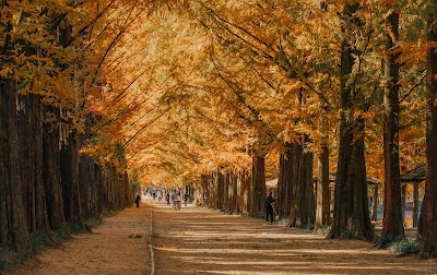 Metasequoia-lined Road