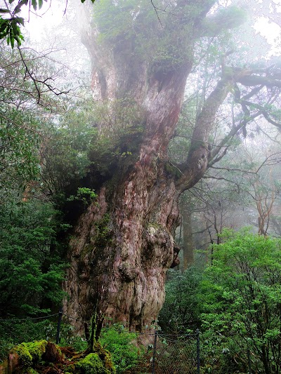 Jōmon Sugi