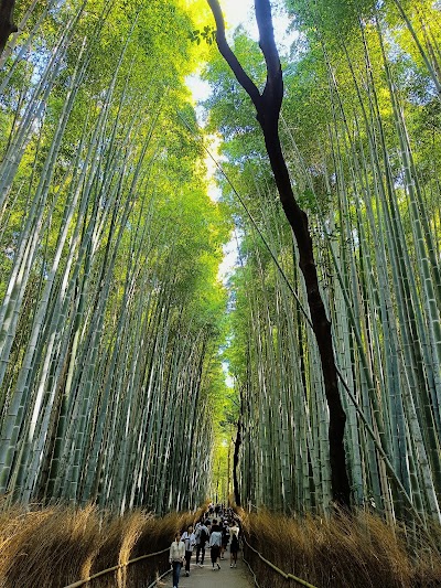 Arashiyama Bamboo Forest