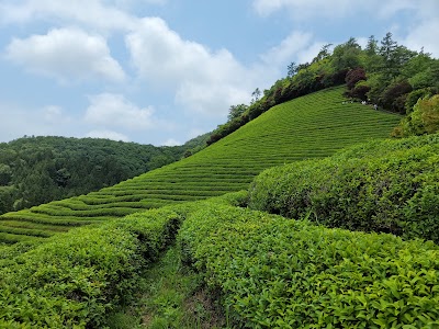 Daehan Dawon Green Tea Tourist Farm