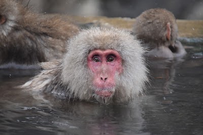 Jigokudani Monkey Park