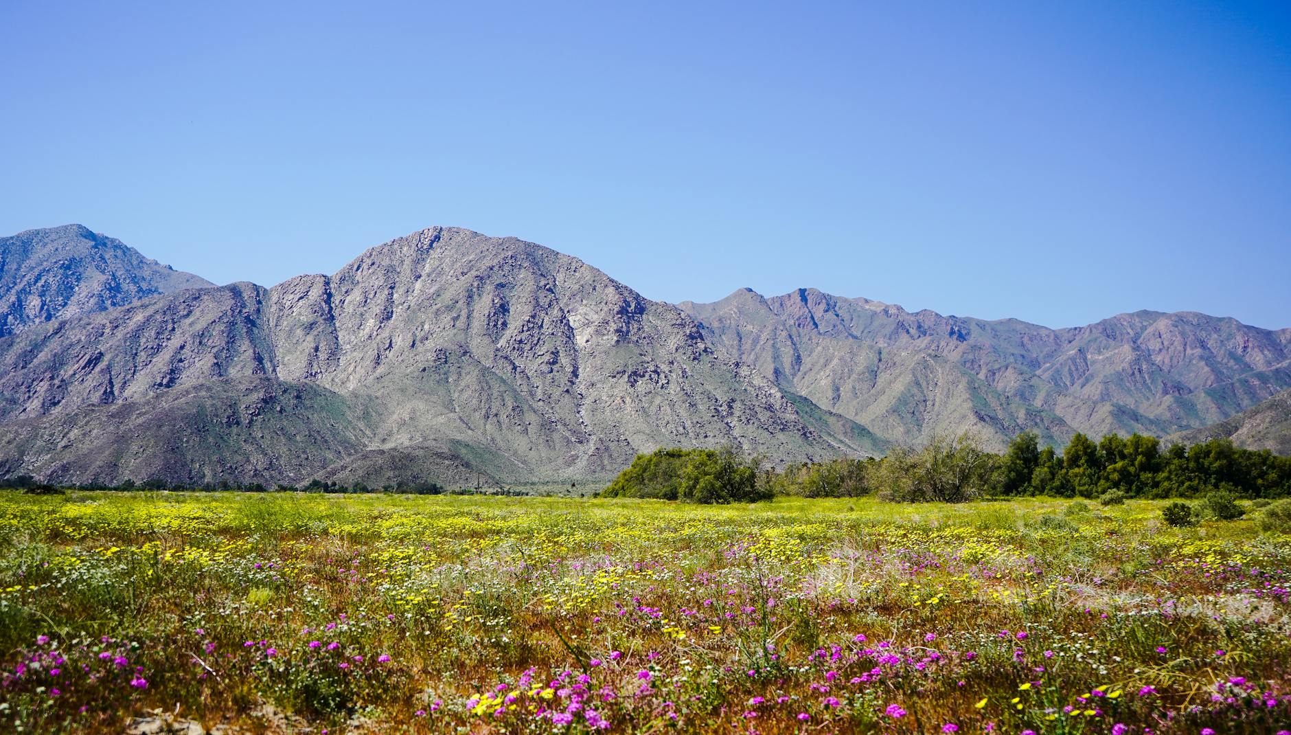 Borrego Palm Canyon Trailhead in Anza-Borrego Desert State Park
