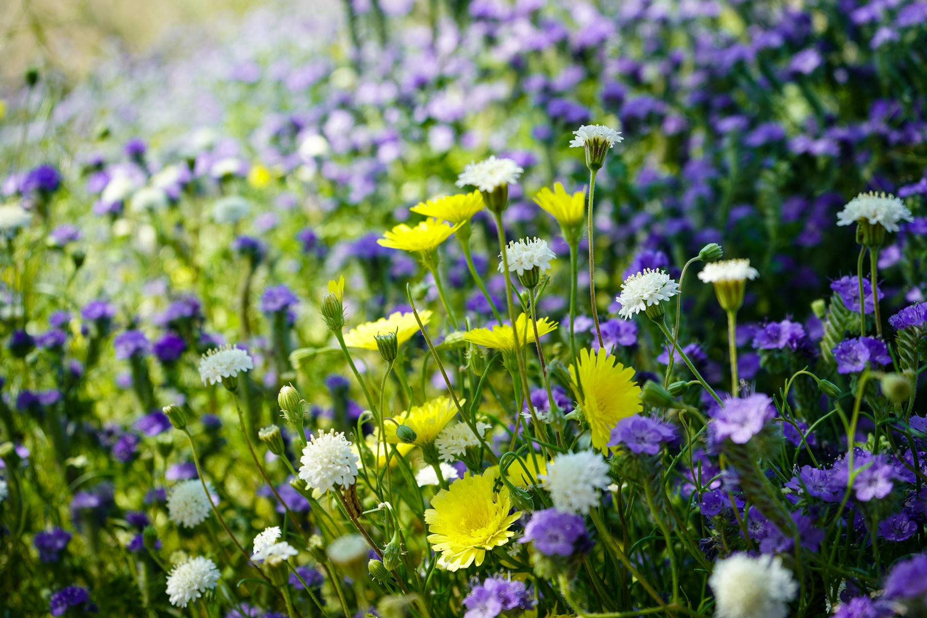 Christmas Circle Community Park in Anza-Borrego Desert State Park
