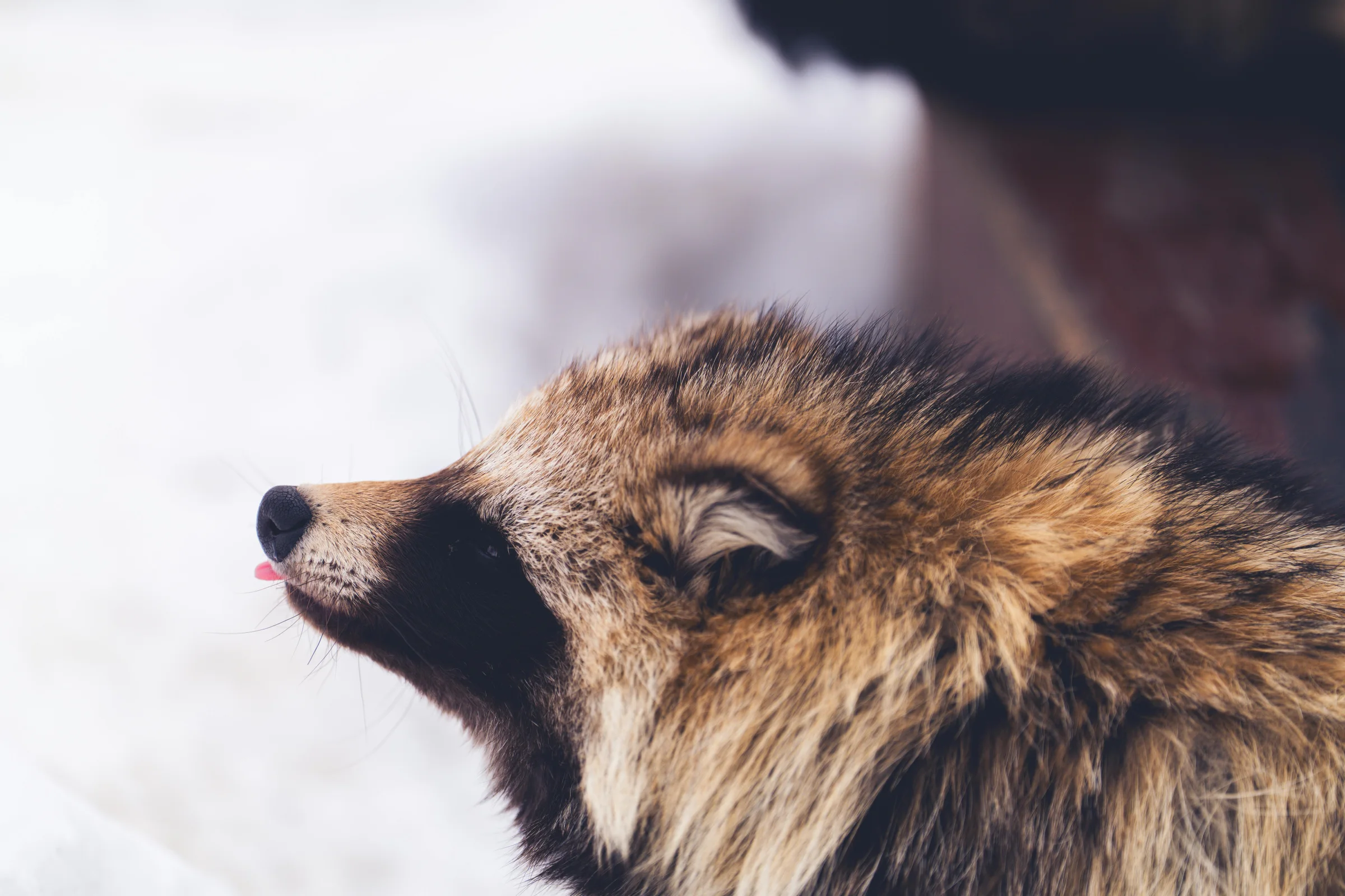 Evening street scene in Asahikawa, Japan with city lights and pedestrians