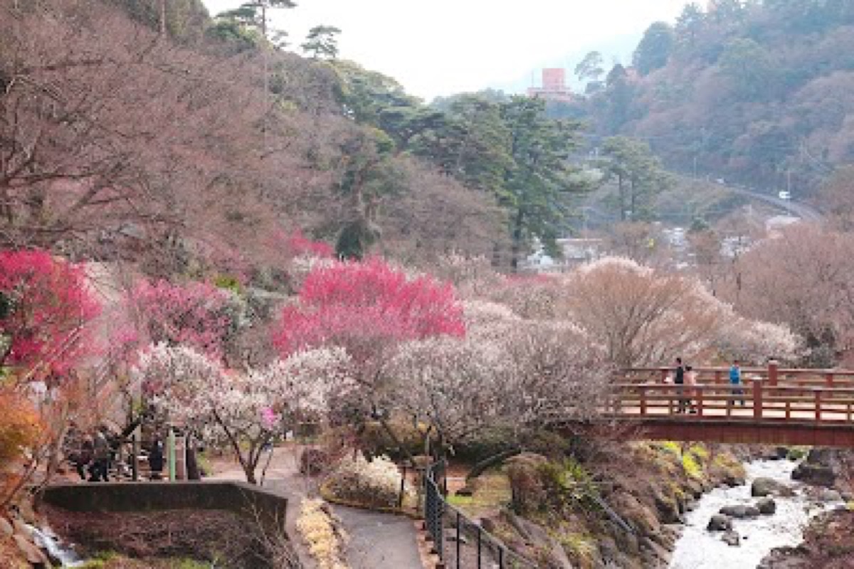 Atami Plum Garden with blooming plum trees and stone bridges over garden ponds