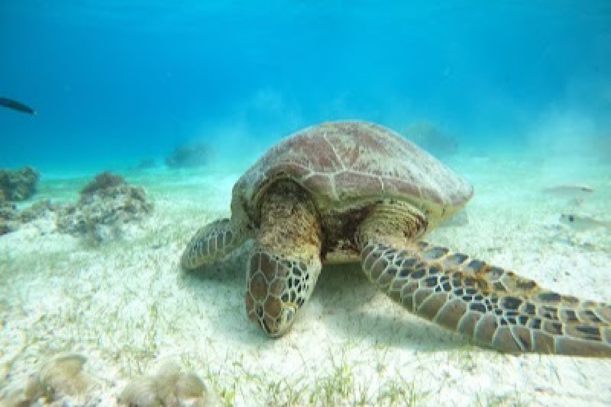 Balicasag Island snorkeling in Bohol