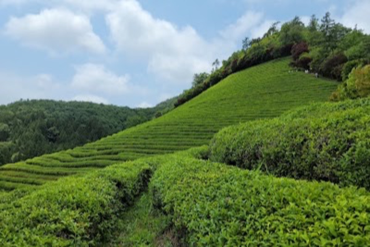Terraced green tea rows and cedar-lined walking paths at Daehan Dawon Tea Plantation in Boseong