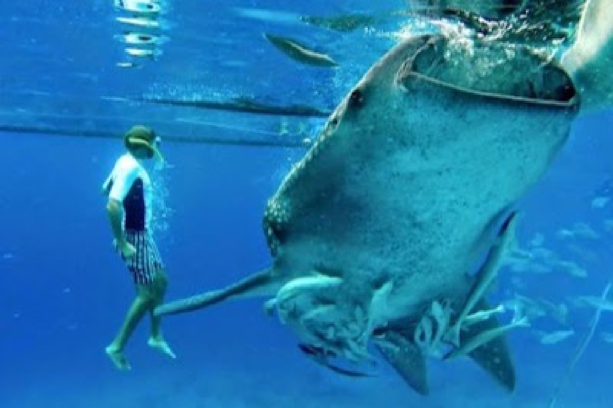 Oslob Whale Shark Watching Area in Cebu