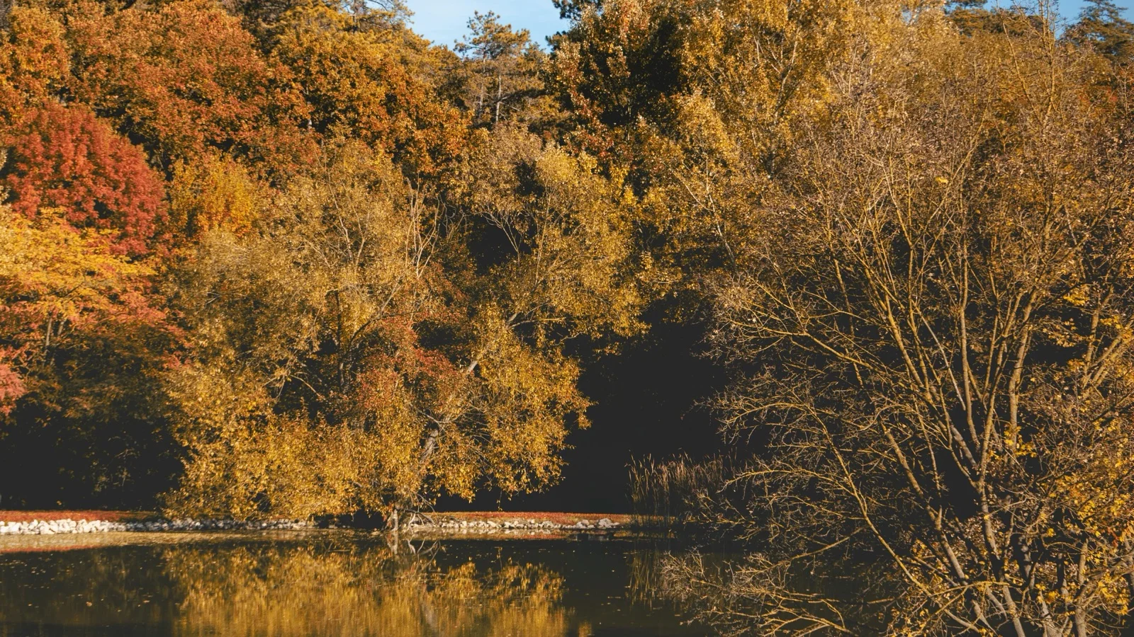Nami Island tree-lined avenues in gold and crimson autumn foliage in Chuncheon