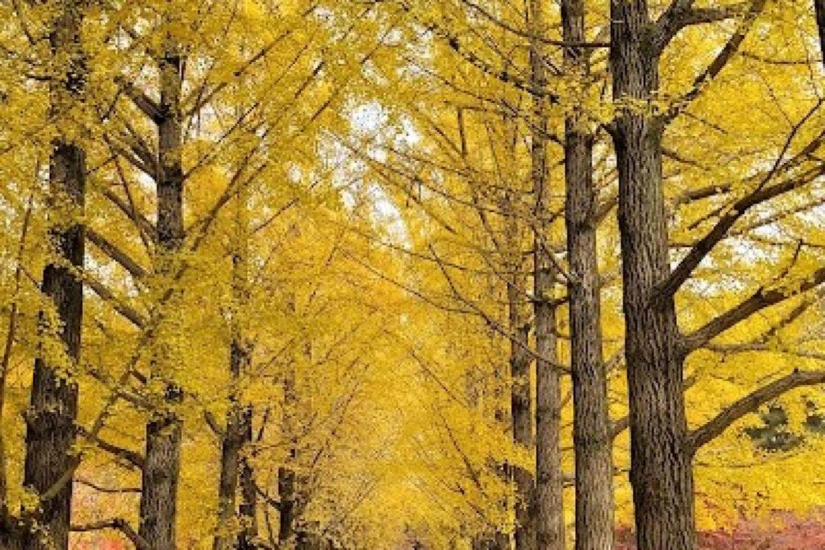Nami Island tree-lined avenues in peak autumn gold and crimson foliage in Chuncheon