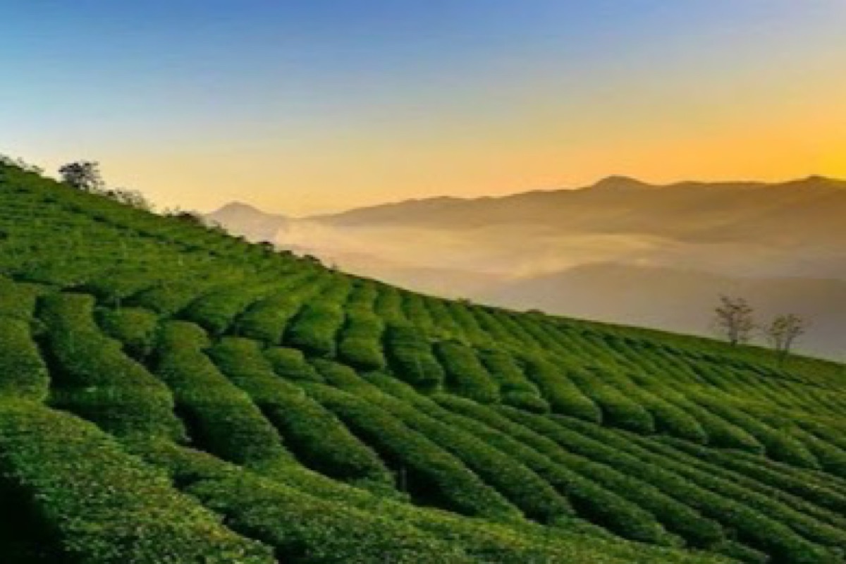 Morning mist rolling over the emerald tea terraces at Cau Dat Tea Hill near Da Lat