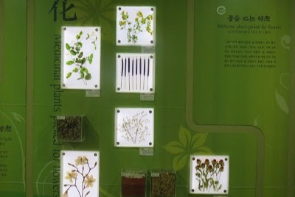 Daegu Yangnyeongsi Herbal Medicine Market ginseng shops and dried herb stalls in Jung-gu