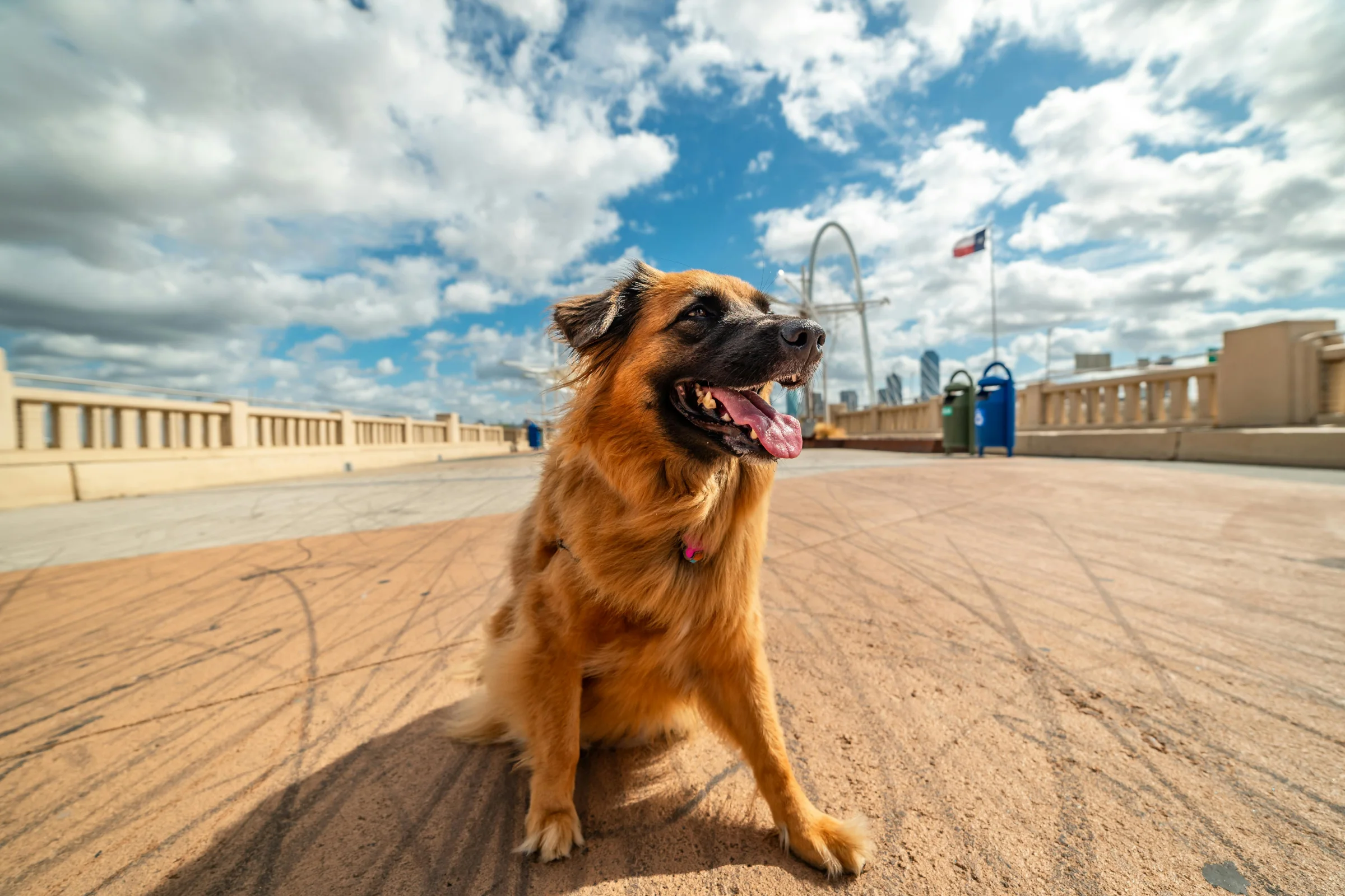 Dallas downtown skyline at sunset with city lights