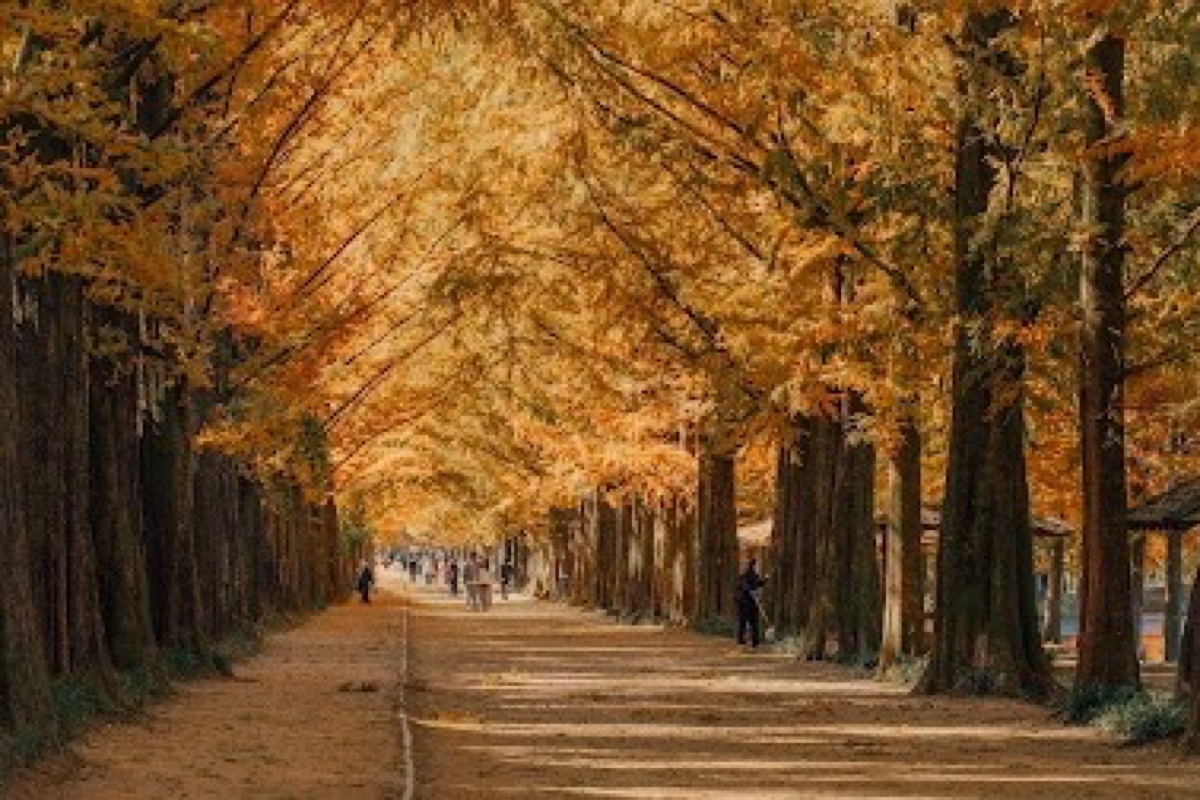 Damyang Metasequoia Road 8.5 km avenue of dawn redwood trees in burnt-orange autumn foliage