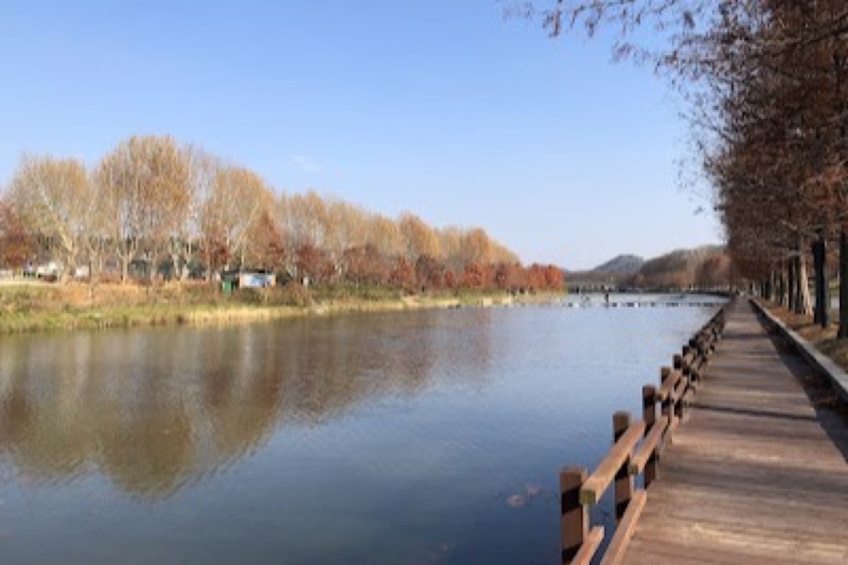 Gwanbangjerim Forest ancient nutmeg trees and boardwalk trail along the Yeongsan River in Damyang