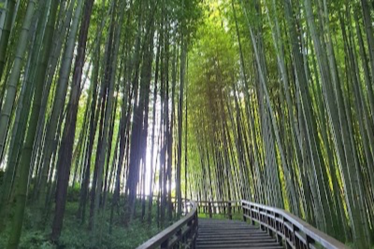 Juknokwon Bamboo Garden towering bamboo groves and shaded walking paths in Damyang