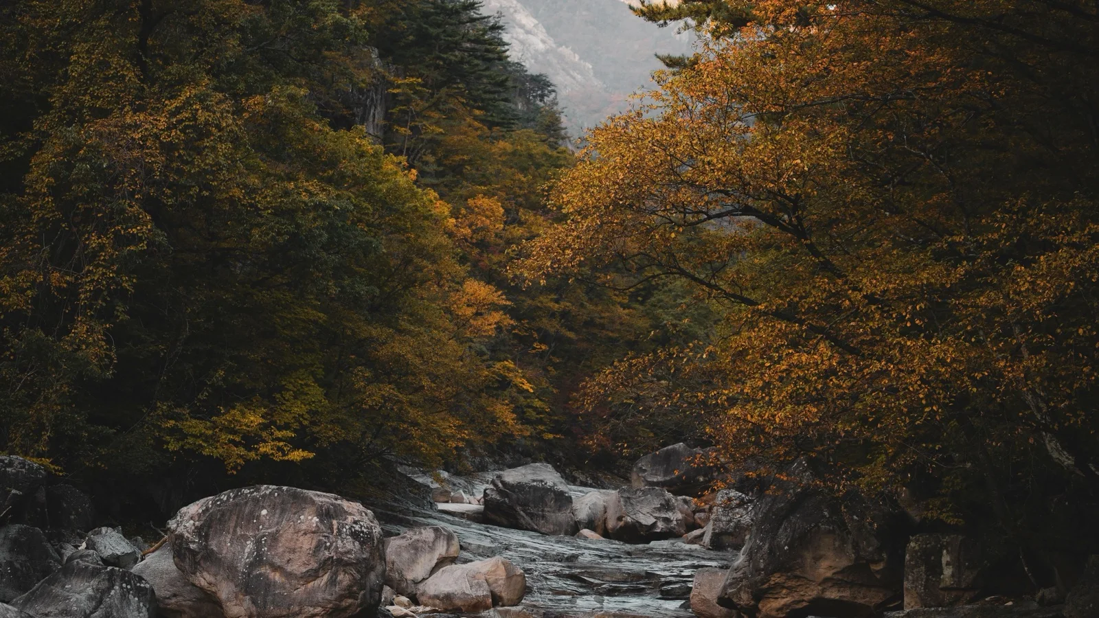 Three rock peaks of Dodamsambong rising from the Namhangang River with crimson autumn maples along limestone cliffs in Danyang