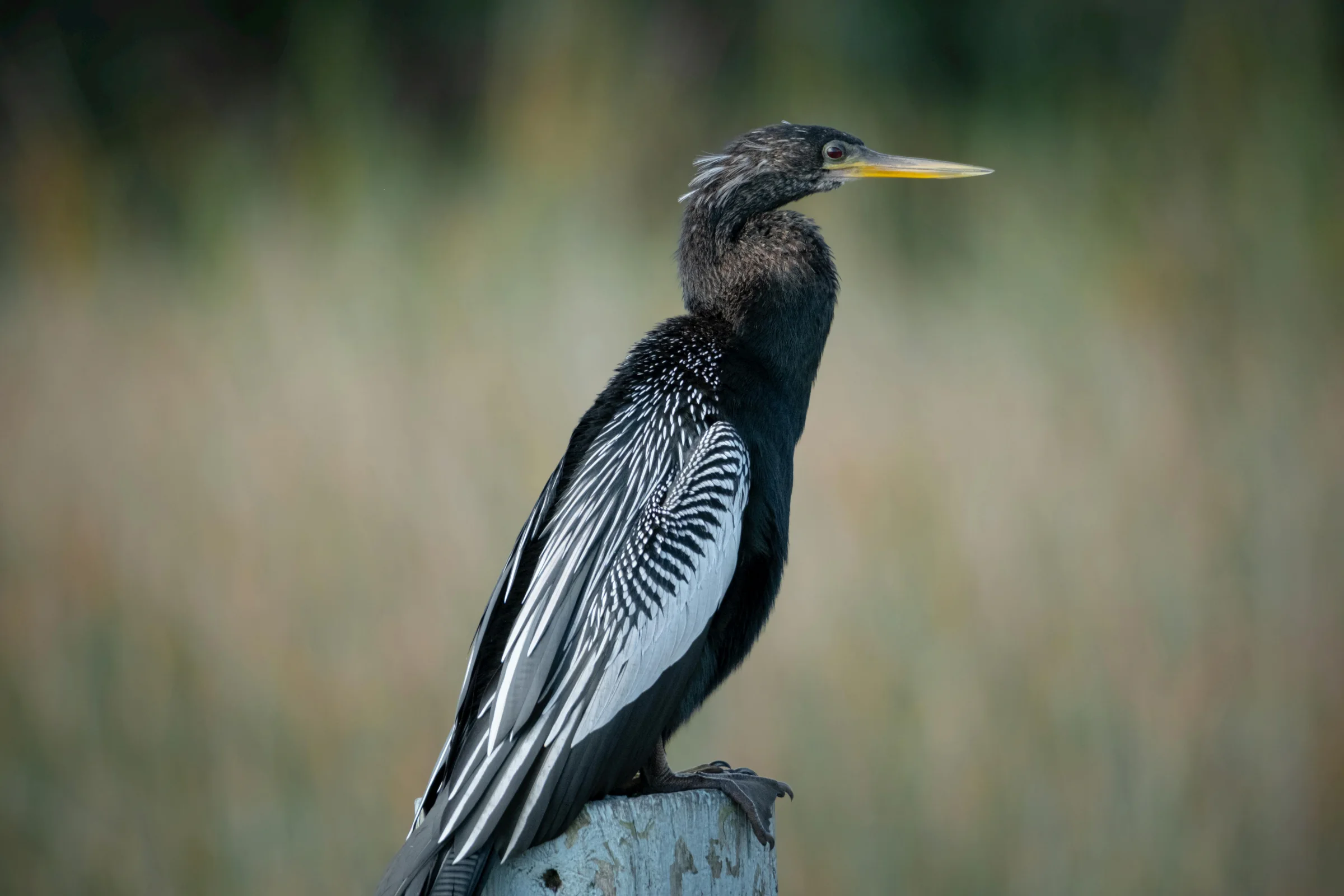 Sunrise over the Everglades sawgrass marsh in Florida