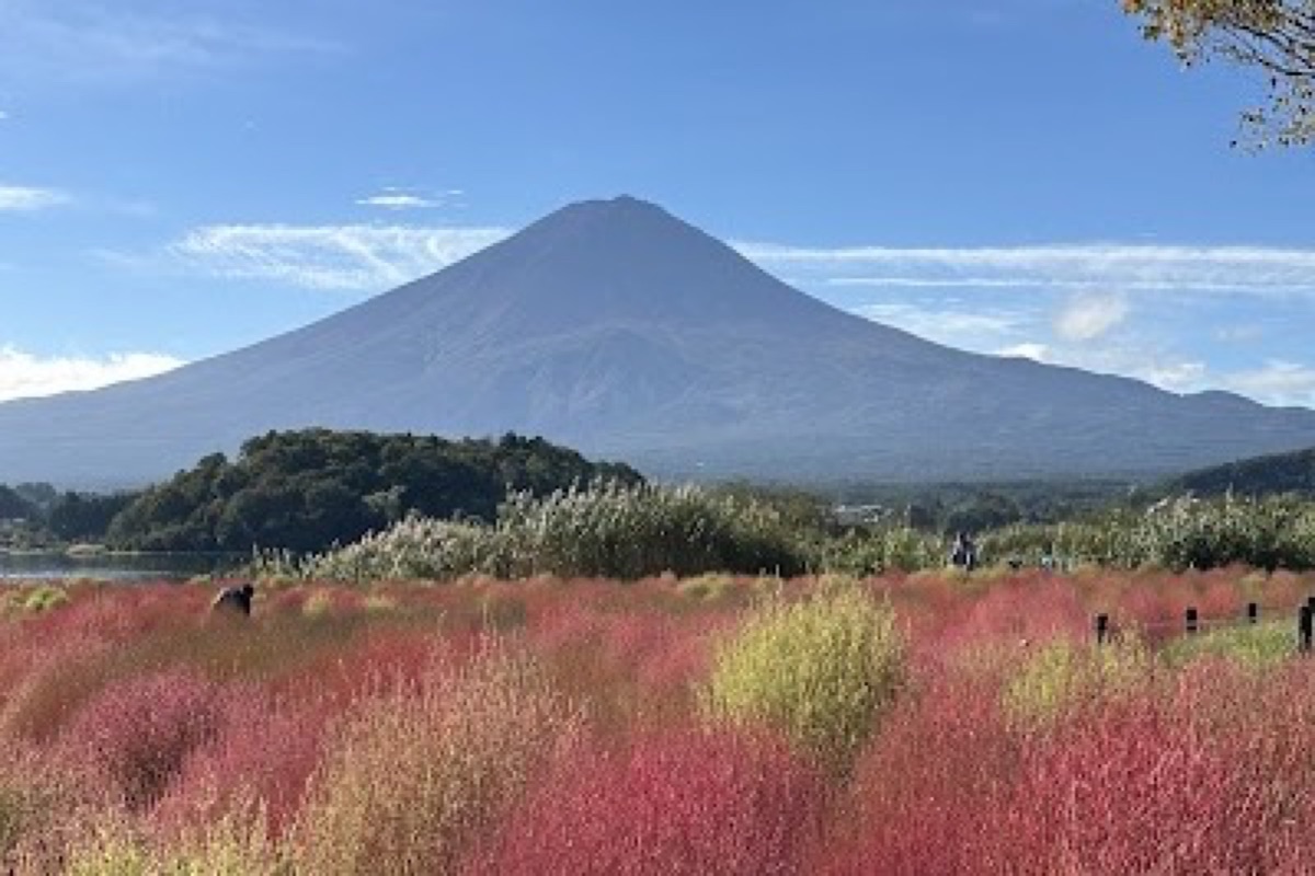 Oishi Park flower gardens with Mount Fuji view across Lake Kawaguchi
