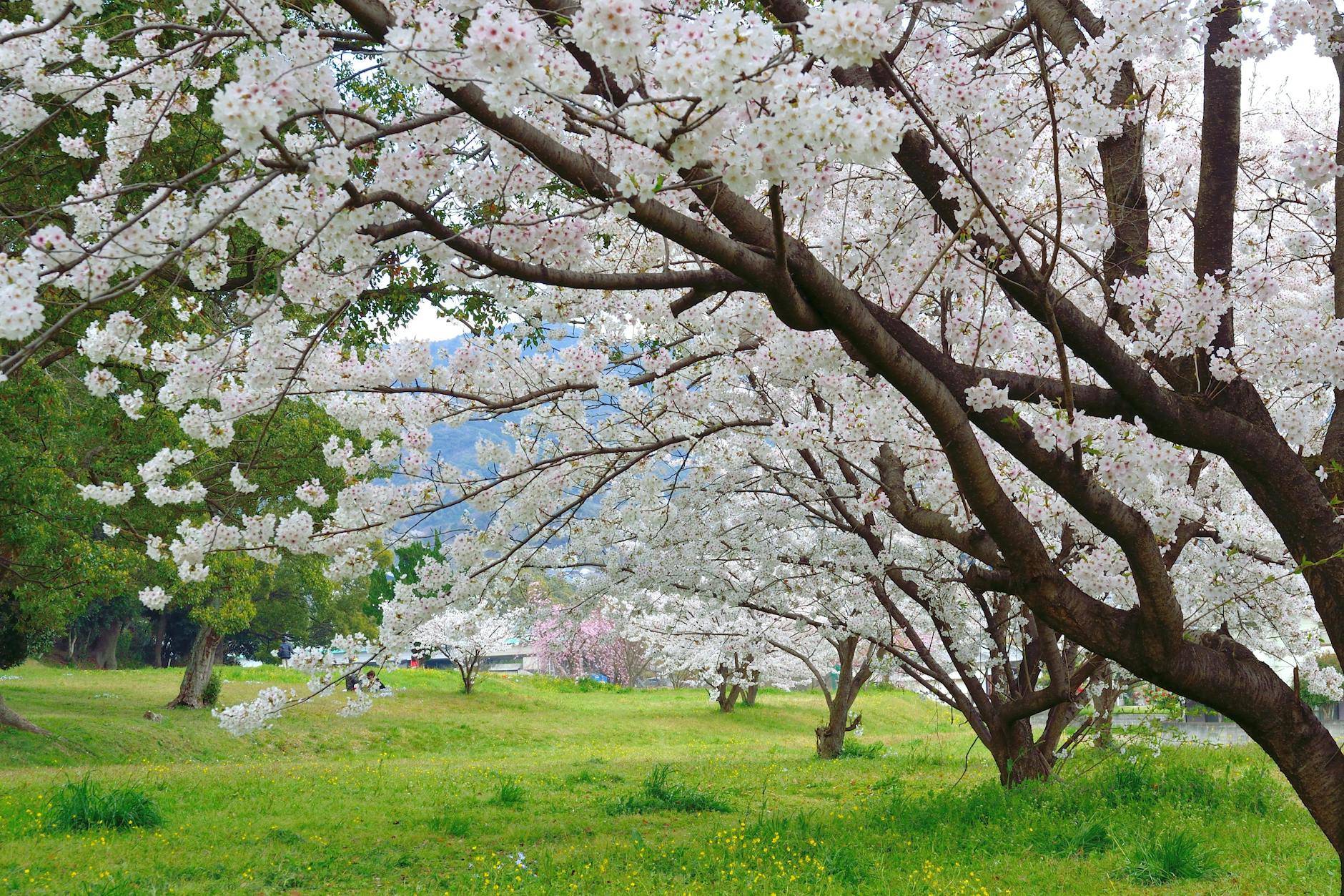 Ohori Park in Fukuoka