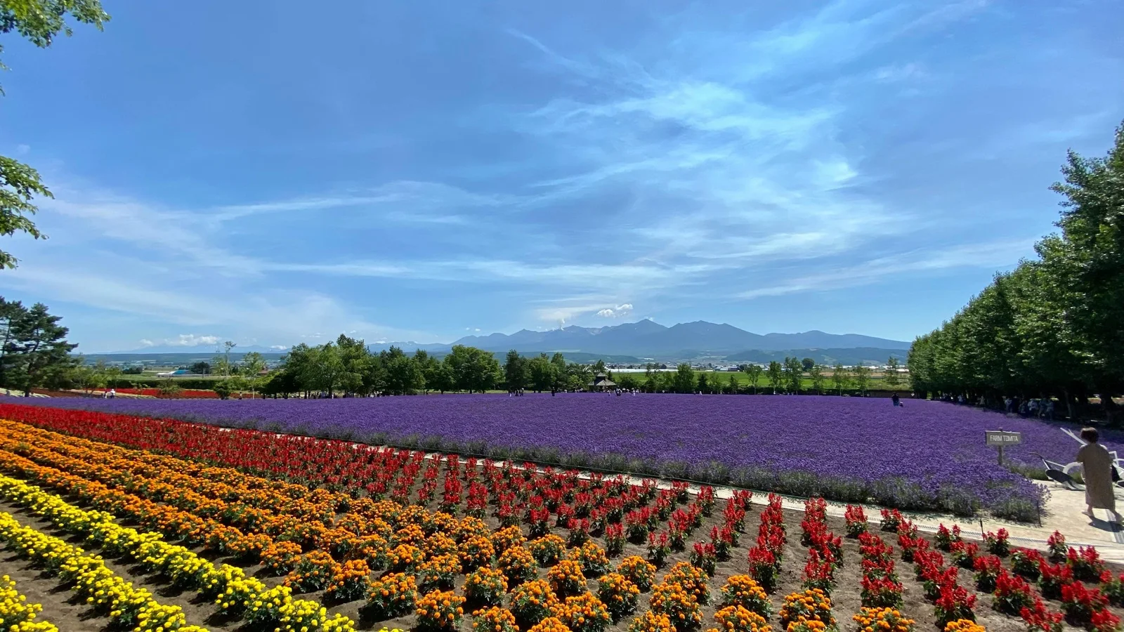Lavender flower terraces at Farm Tomita with rolling hills in Nakafurano, Hokkaido