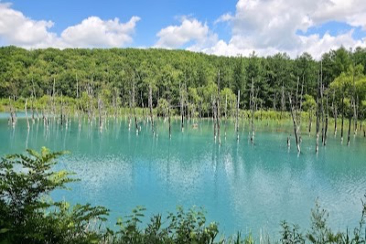 Turquoise Blue Pond with white birch trunks in Shirogane, Biei, Hokkaido