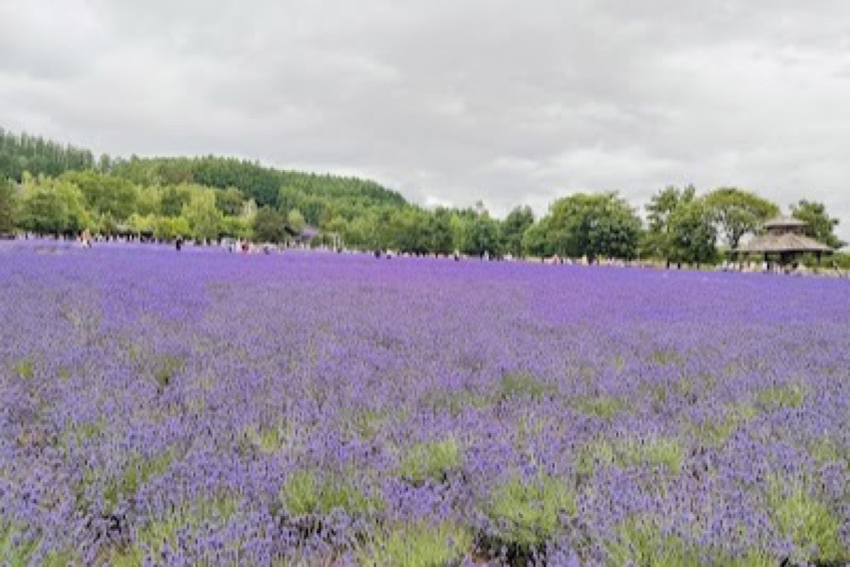 Rainbow-striped lavender flower terraces at Farm Tomita in Nakafurano, Hokkaido