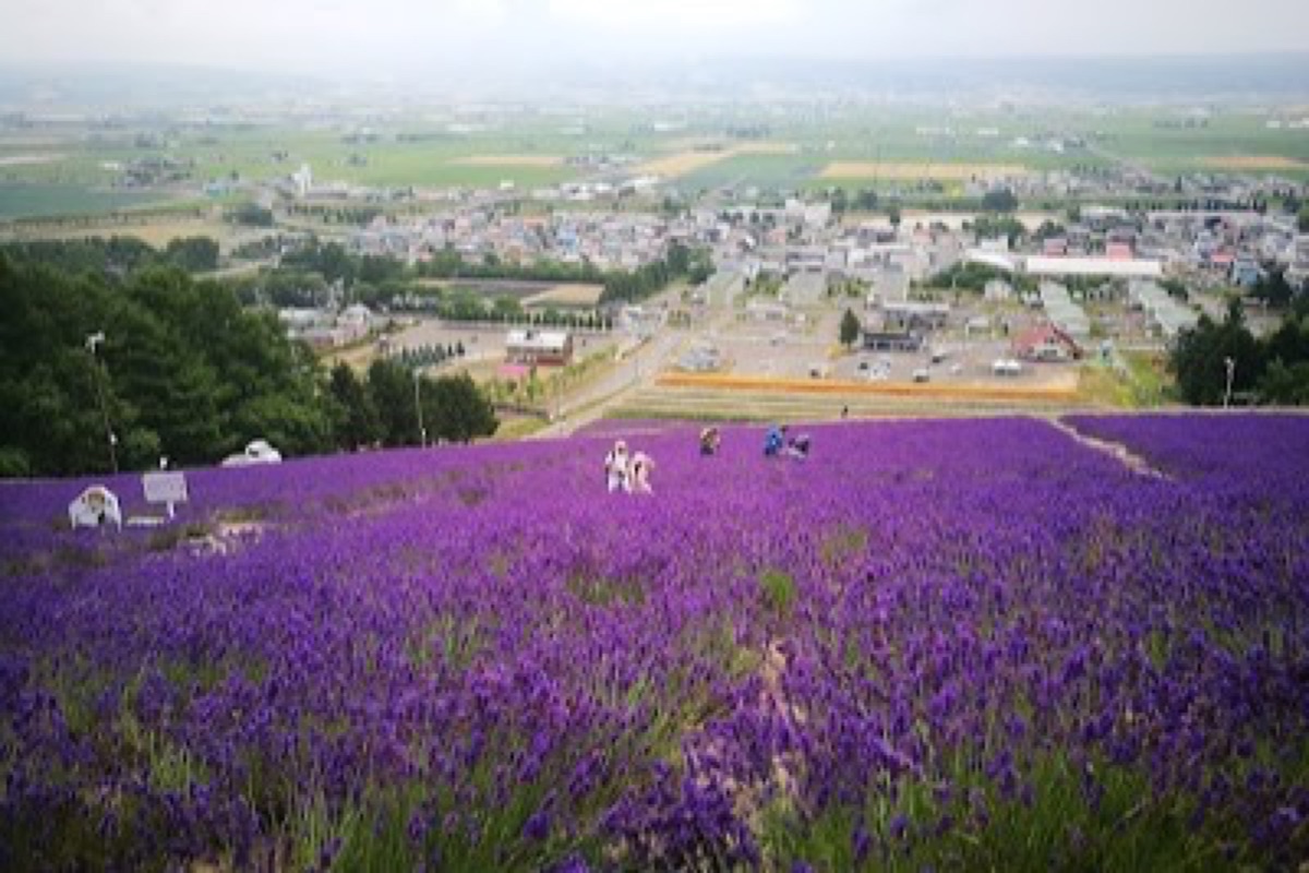 Hokuseiyama Lavender Garden chairlift view over purple Furano basin in Nakafurano