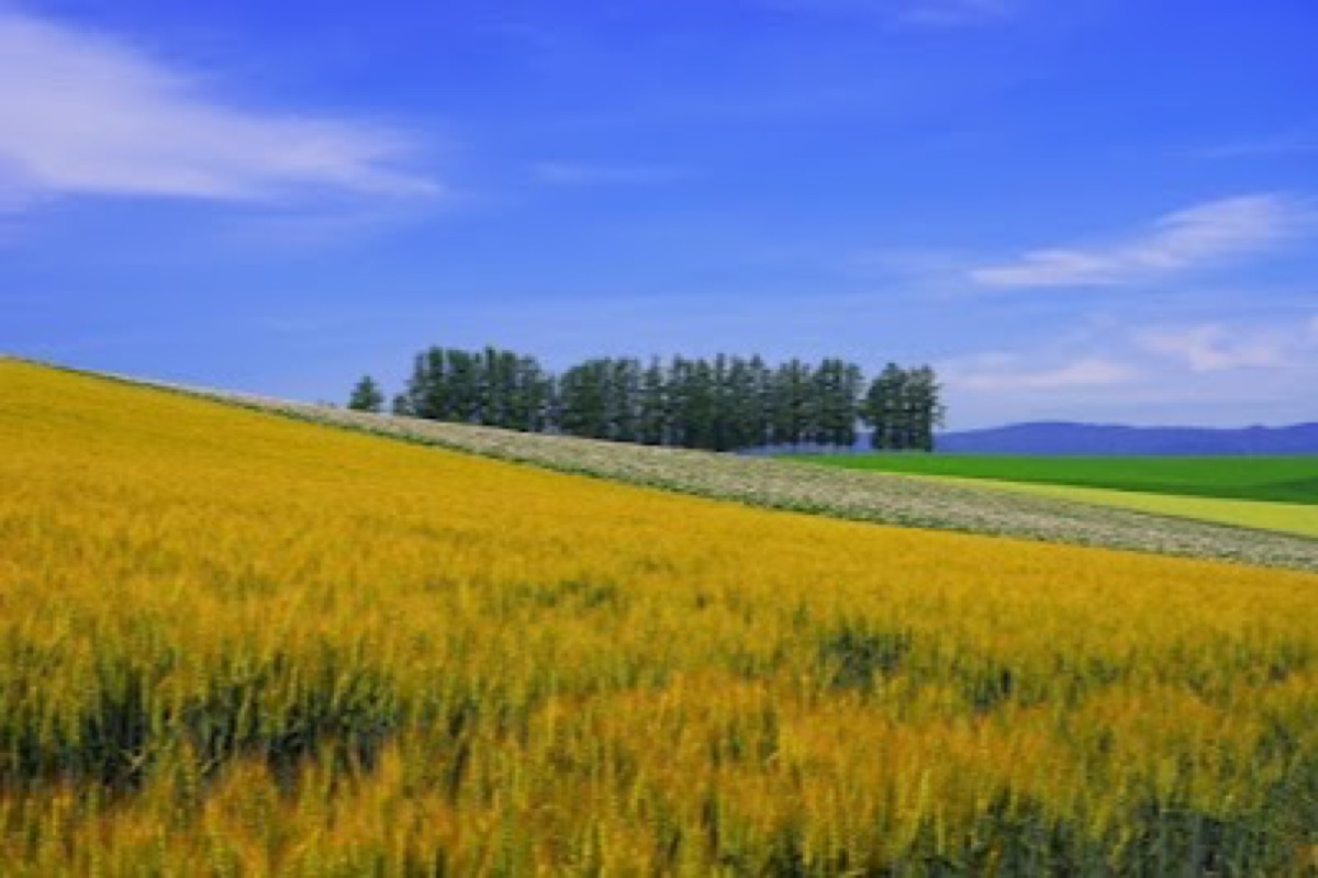 Rolling multicolored crop fields along Patchwork Road in Biei, Hokkaido