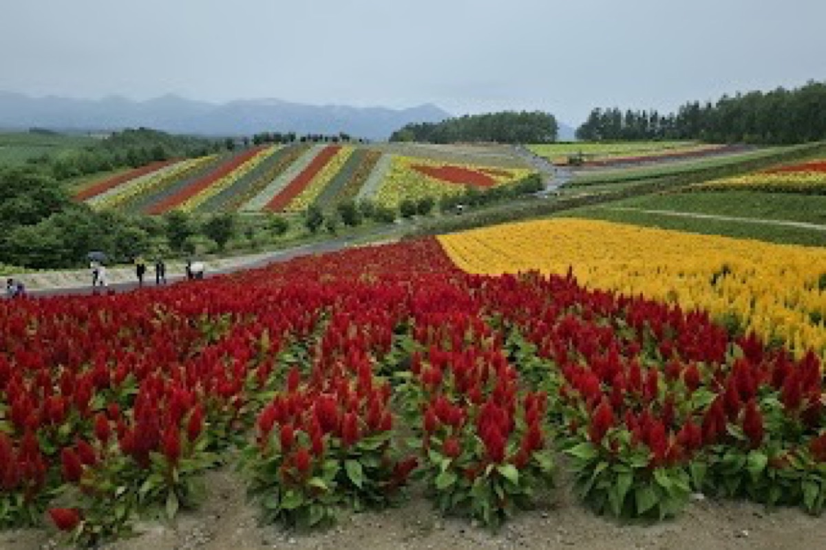 Shikisai no Oka hillside flower gardens with Tokachi mountain range backdrop in Biei