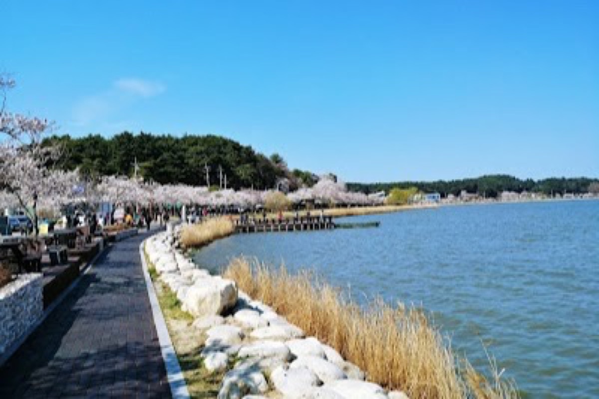 Gyeongpoho Lake calm water reflecting pine forests at sunset near Gyeongpo Beach in Gangneung