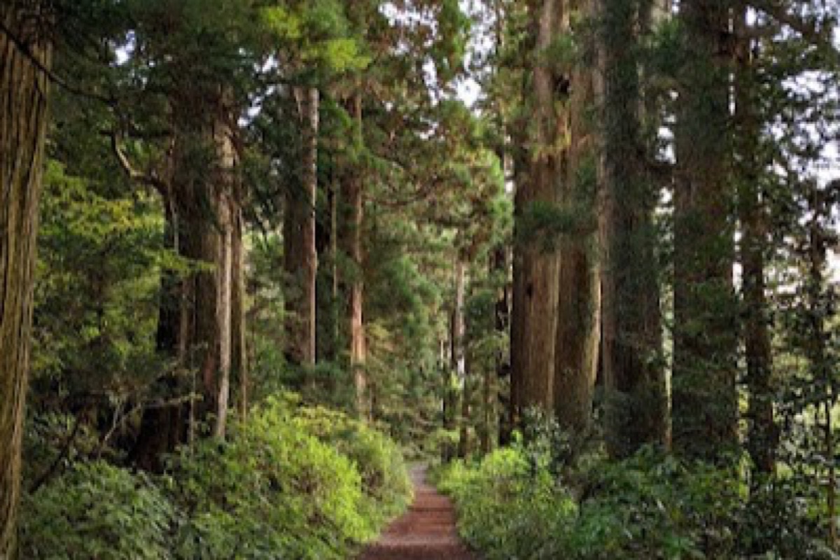 Ancient cedar trees lining the Old Tokaido walking path in Hakone