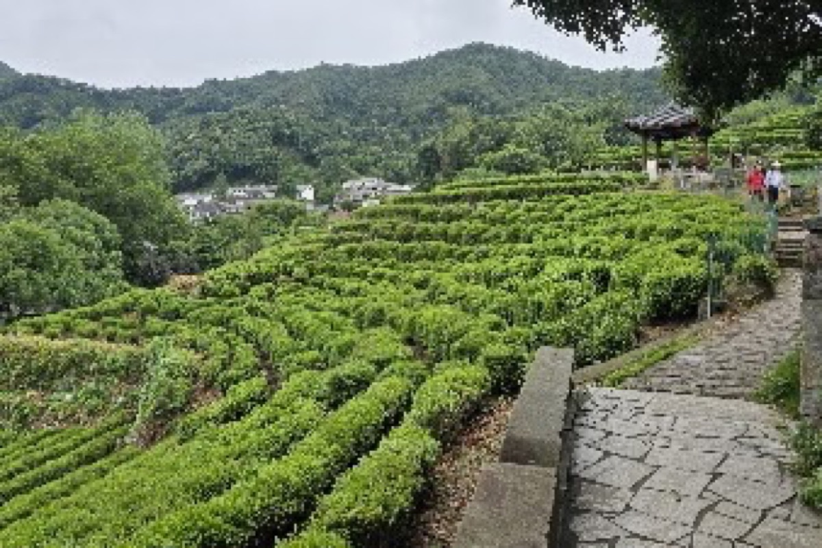 Longjing (Dragon Well) Tea Village in Hangzhou