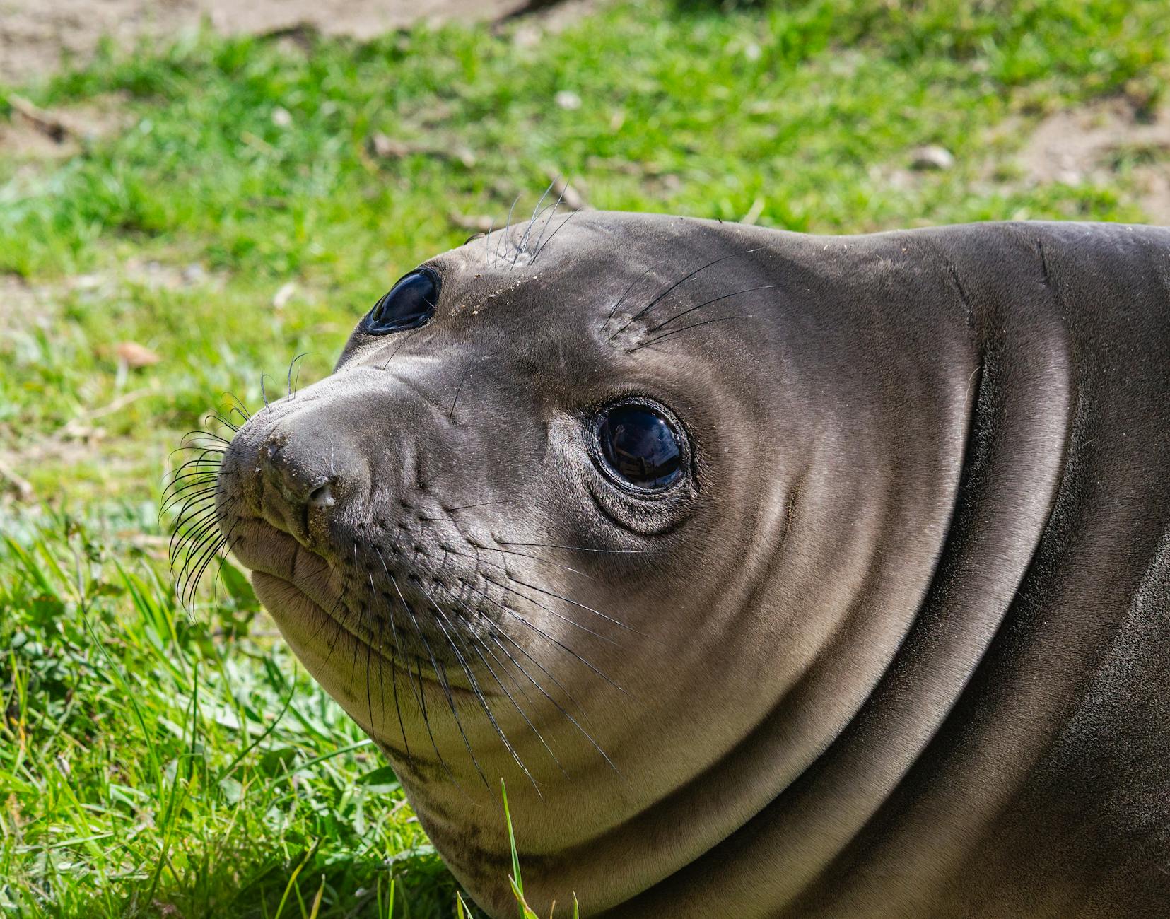 Friends of the Elephant Seal Visitor Center in Hearst Castle