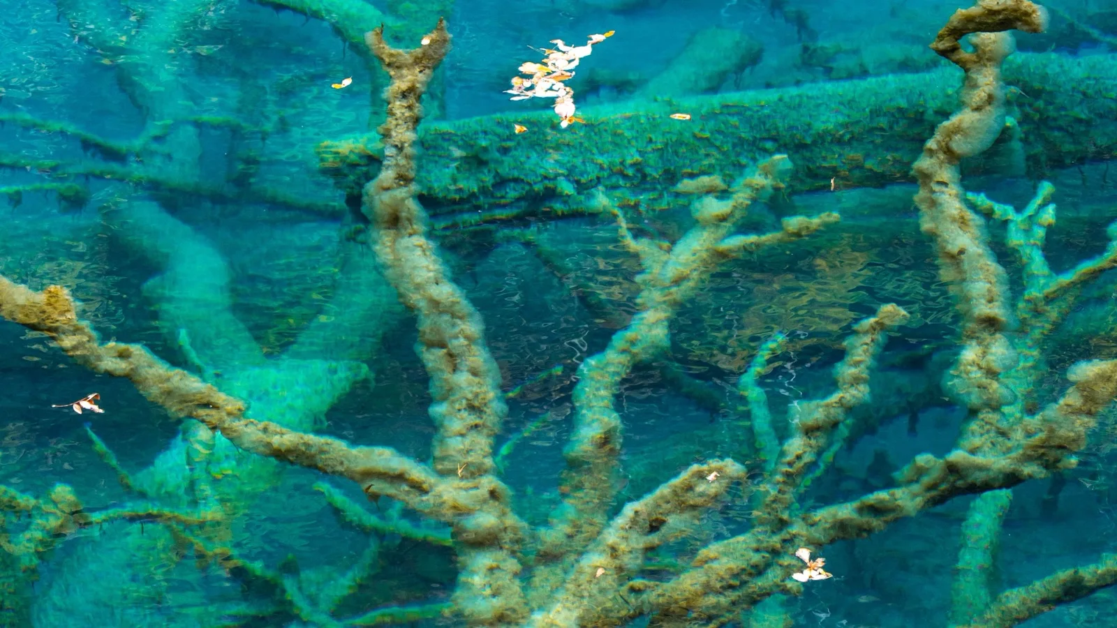 Long Lake in Jiuzhaigou Valley fringed by golden autumn forests under snow-dusted peaks