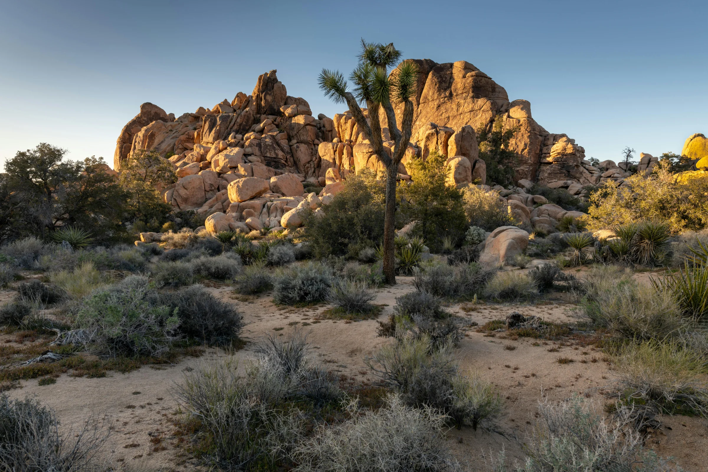 Wide sunset view of Joshua Tree National Park with silhouetted Joshua trees and rocky desert landscape.