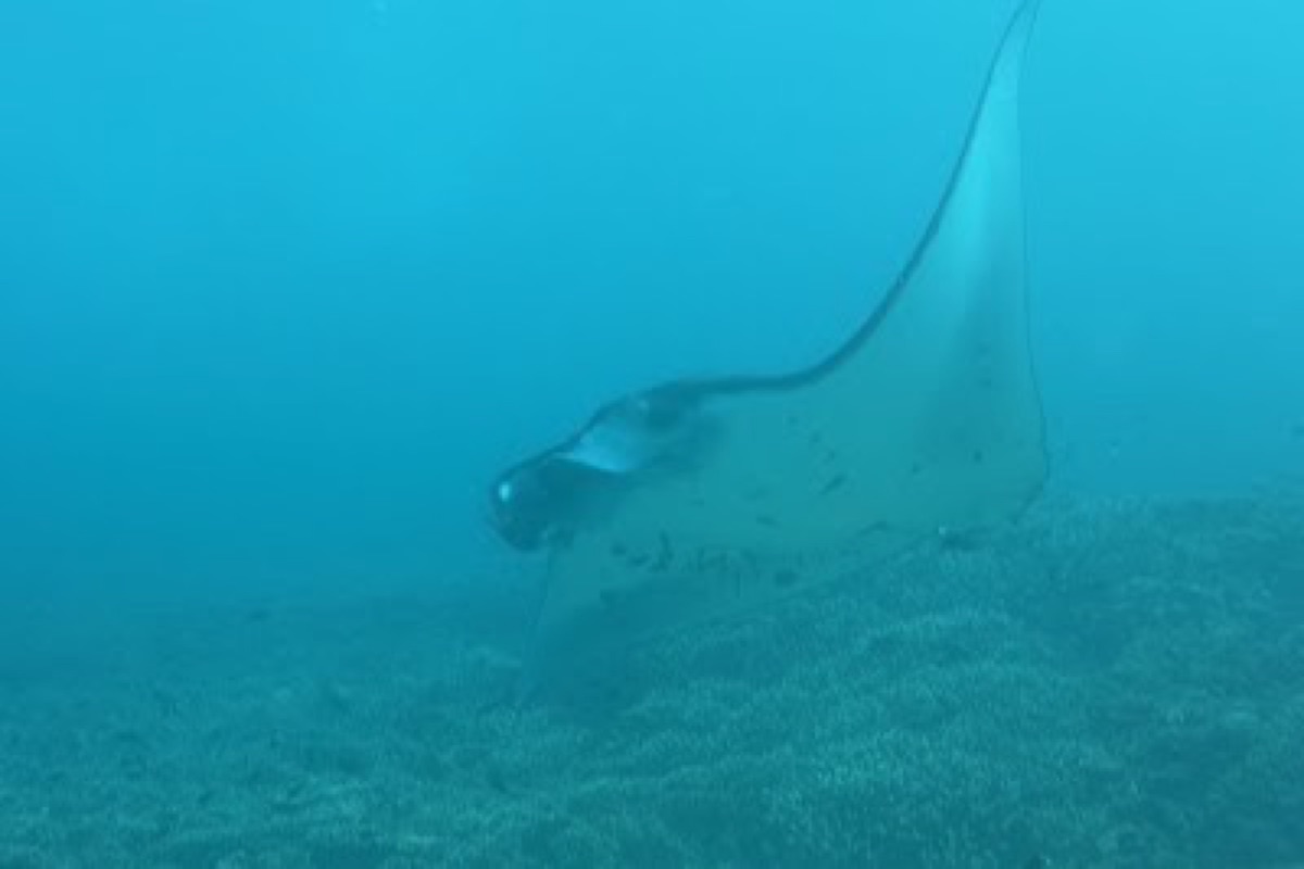 Manta Point in Komodo