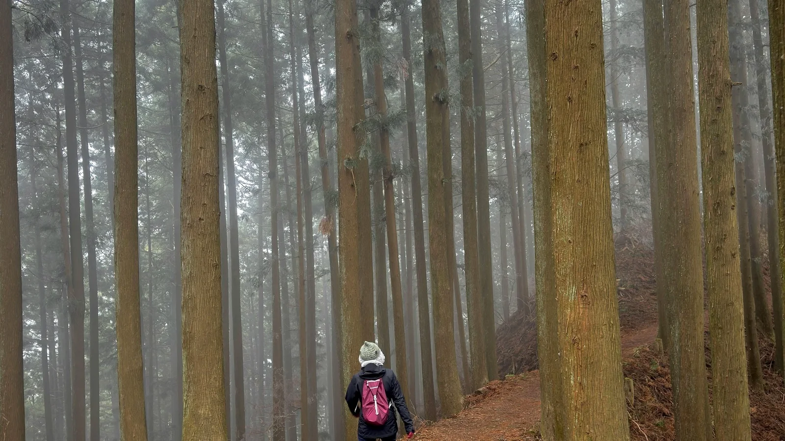 Stone lanterns and moss-covered tombstones along the cedar-lined path through Okunoin Cemetery in Koyasan at dawn