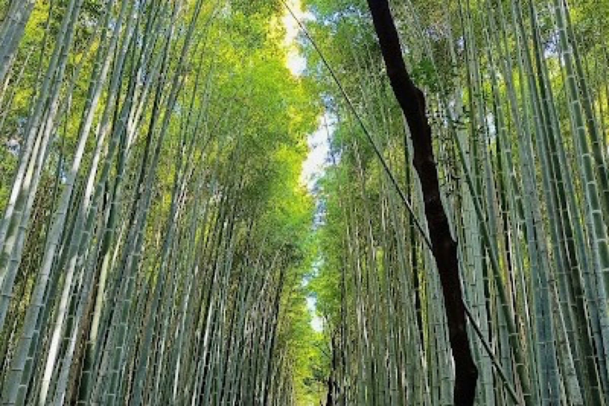 Arashiyama Bamboo Grove in early morning light
