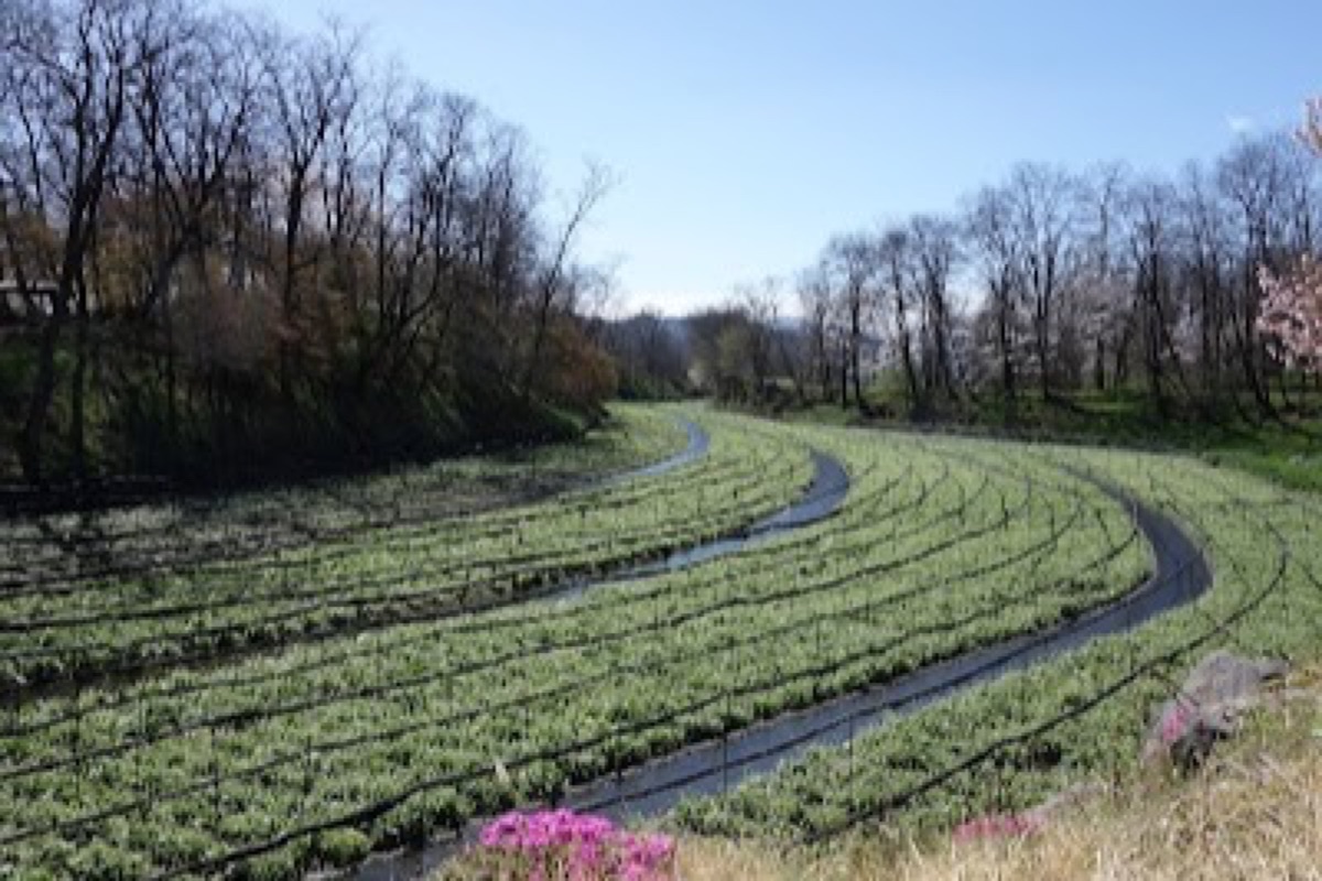 Daio Wasabi Farm terraced spring-water fields with Northern Alps backdrop in Azumino