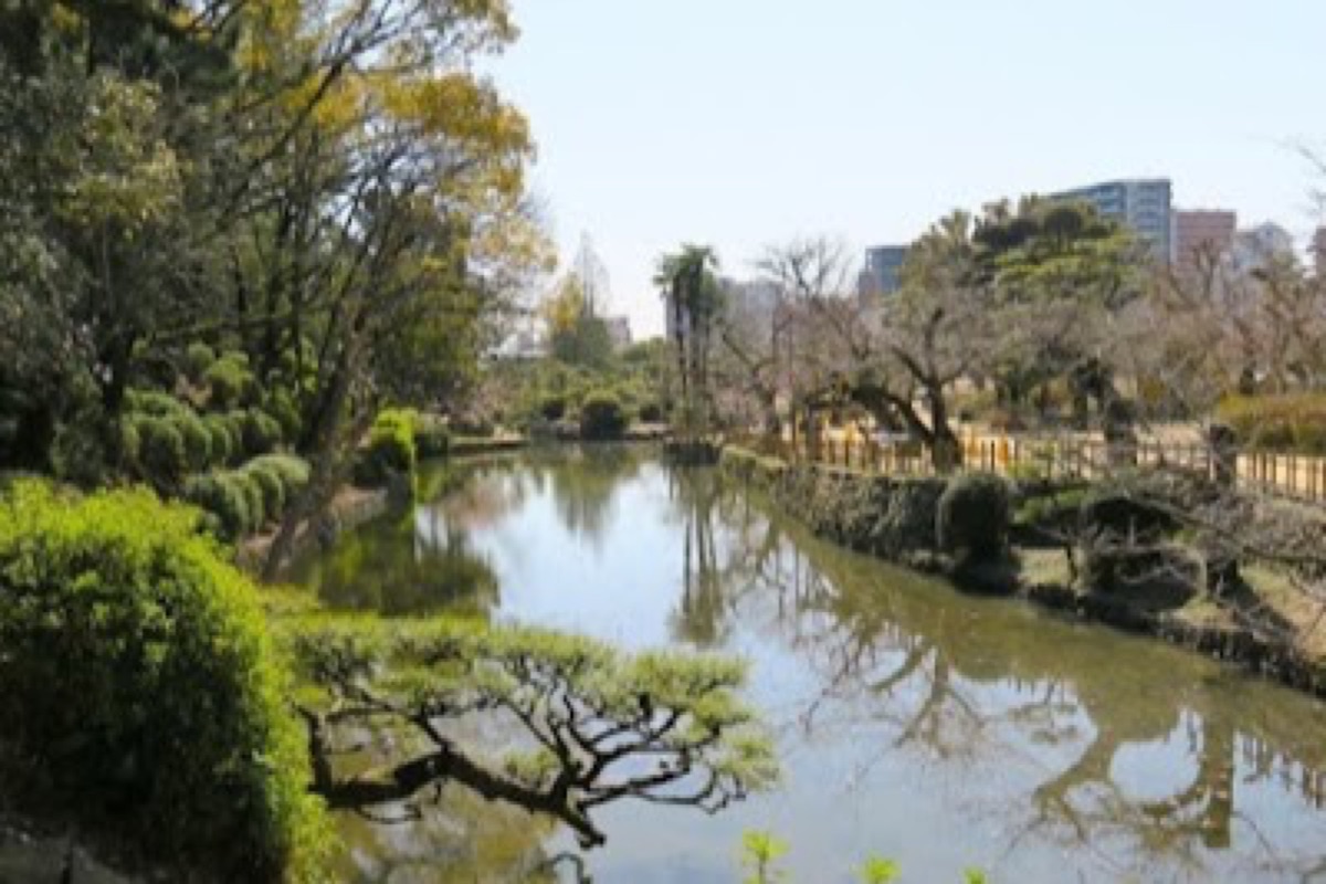 Dogo Park cherry blossoms illuminated at night in Matsuyama spring