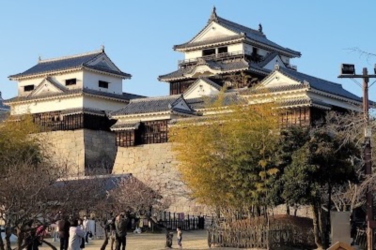 Matsuyama Castle keep on its hilltop with spring cherry blossoms in foreground